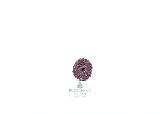 12 Mukhi Indonesian Rudraksha - 1204