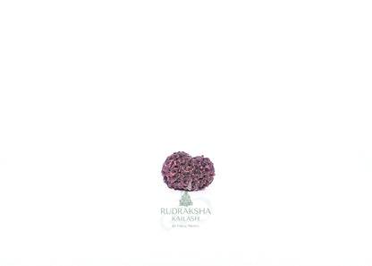 12 Mukhi Indonesian Rudraksha - 1204