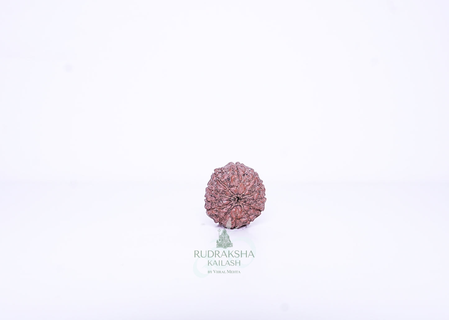12 Mukhi Indonesian Rudraksha - 1205