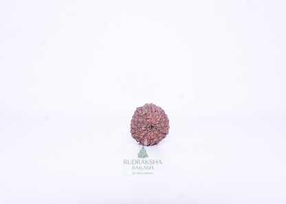 12 Mukhi Indonesian Rudraksha - 1205