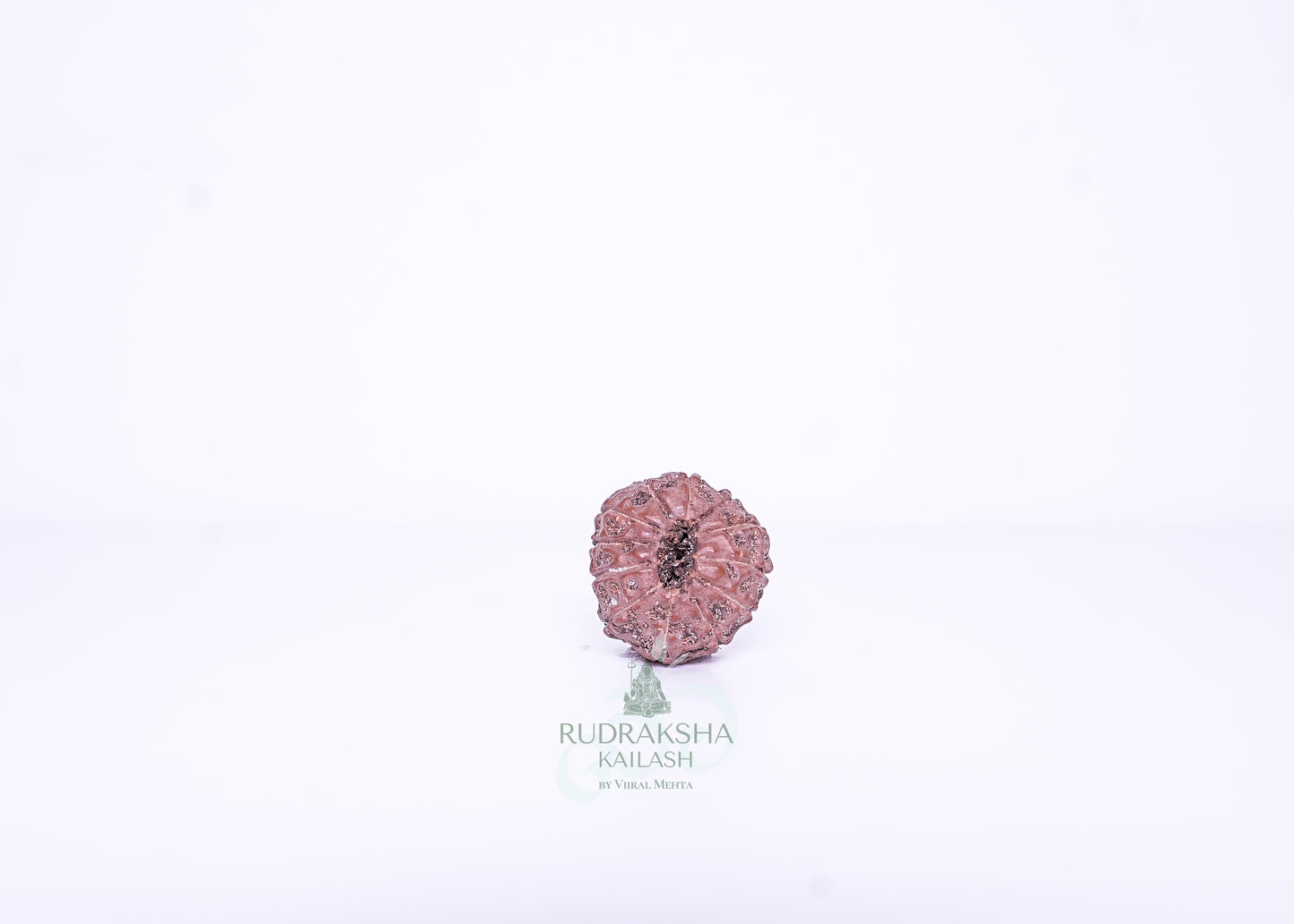 12 Mukhi Indonesian Rudraksha - 1205
