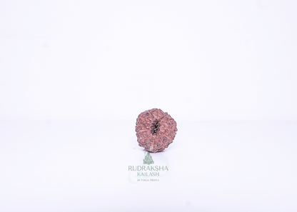 12 Mukhi Indonesian Rudraksha - 1205