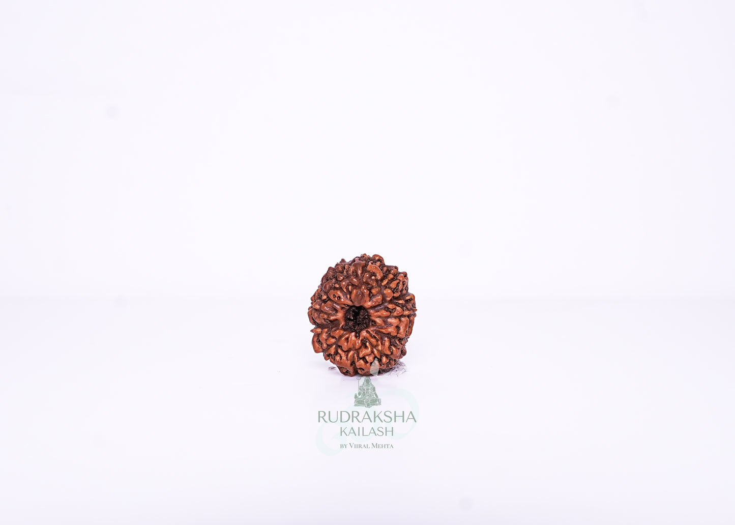12 Mukhi Indonesian Rudraksha - 1206