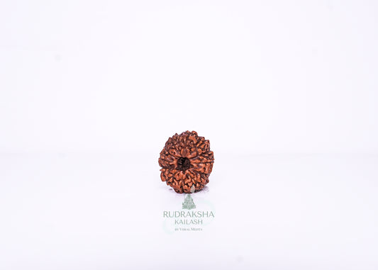 12 Mukhi Indonesian Rudraksha - 1206