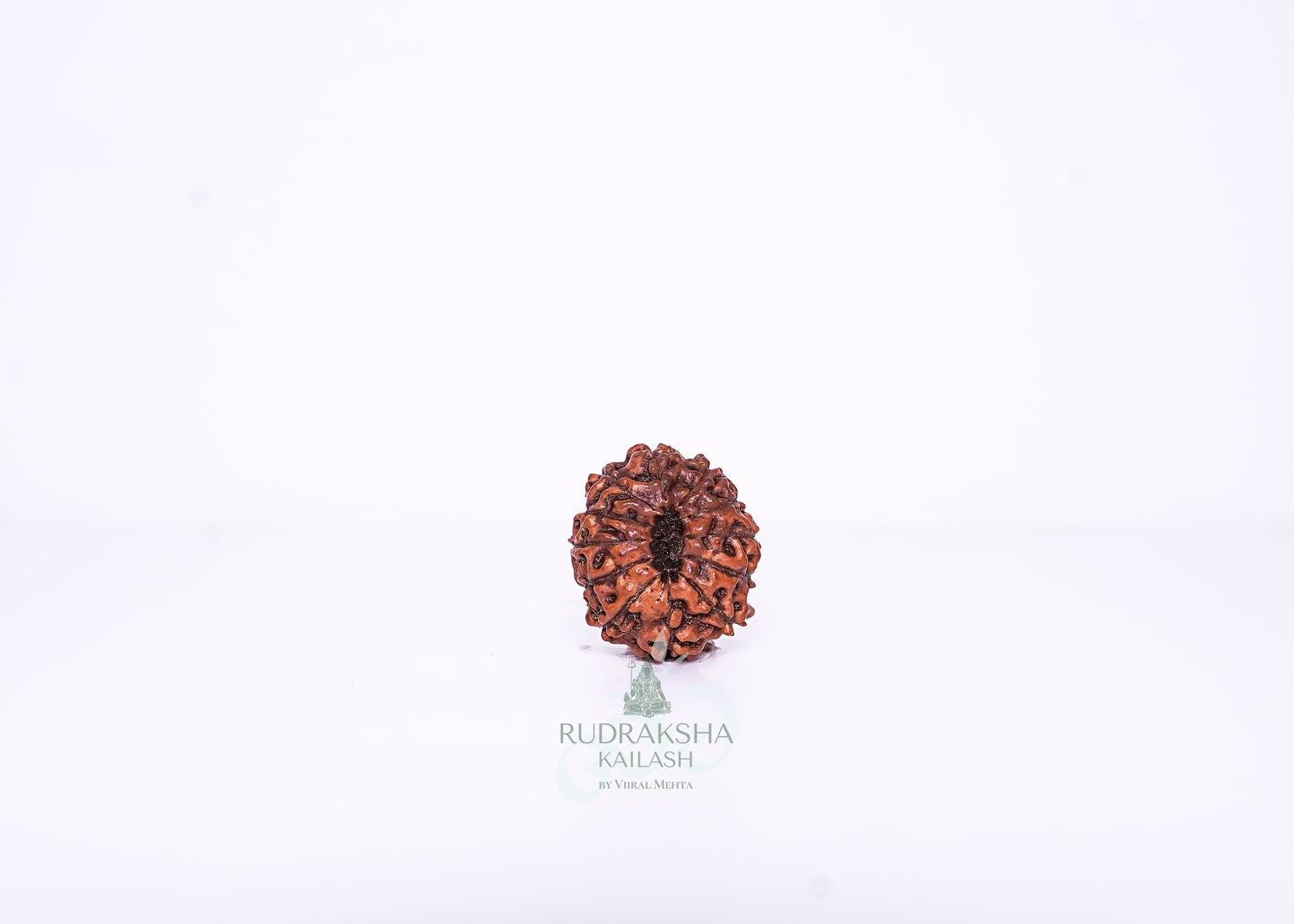 12 Mukhi Indonesian Rudraksha - 1206