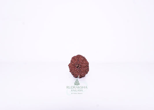 12 Mukhi Indonesian Rudraksha - 1207