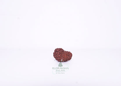 12 Mukhi Indonesian Rudraksha - 1207