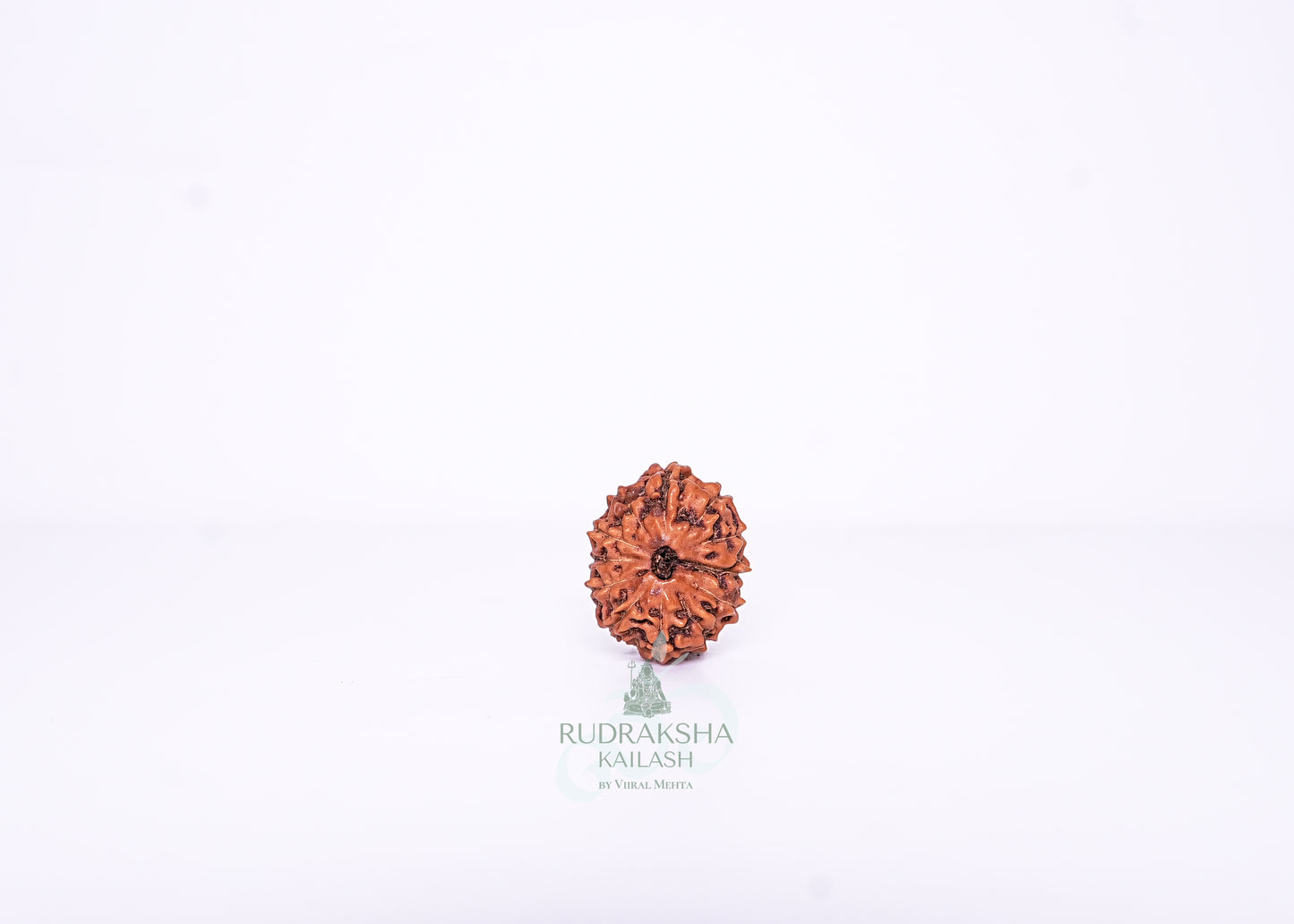 12 Mukhi Indonesian Rudraksha - 1208