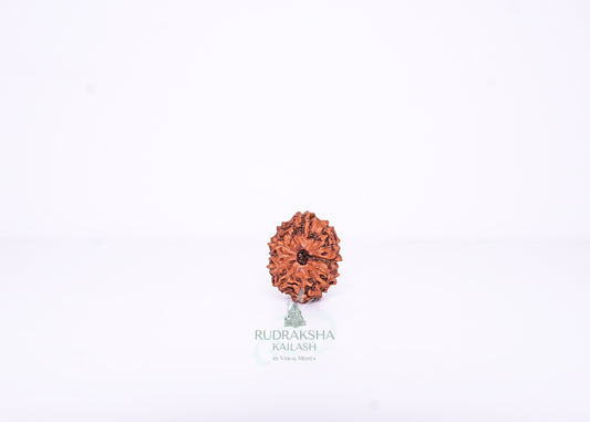 12 Mukhi Indonesian Rudraksha - 1208
