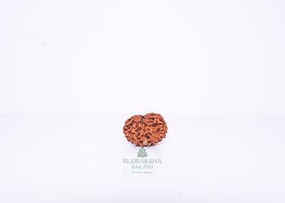 12 Mukhi Indonesian Rudraksha - 1208