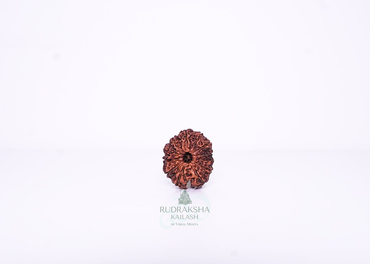 12 Mukhi Indonesian Rudraksha - 1209