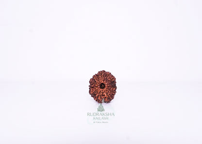 12 Mukhi Indonesian Rudraksha - 1209