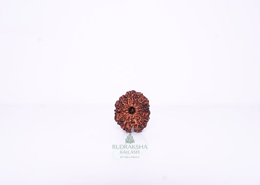 12 Mukhi Indonesian Rudraksha - 1209