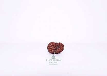 12 Mukhi Indonesian Rudraksha - 1209