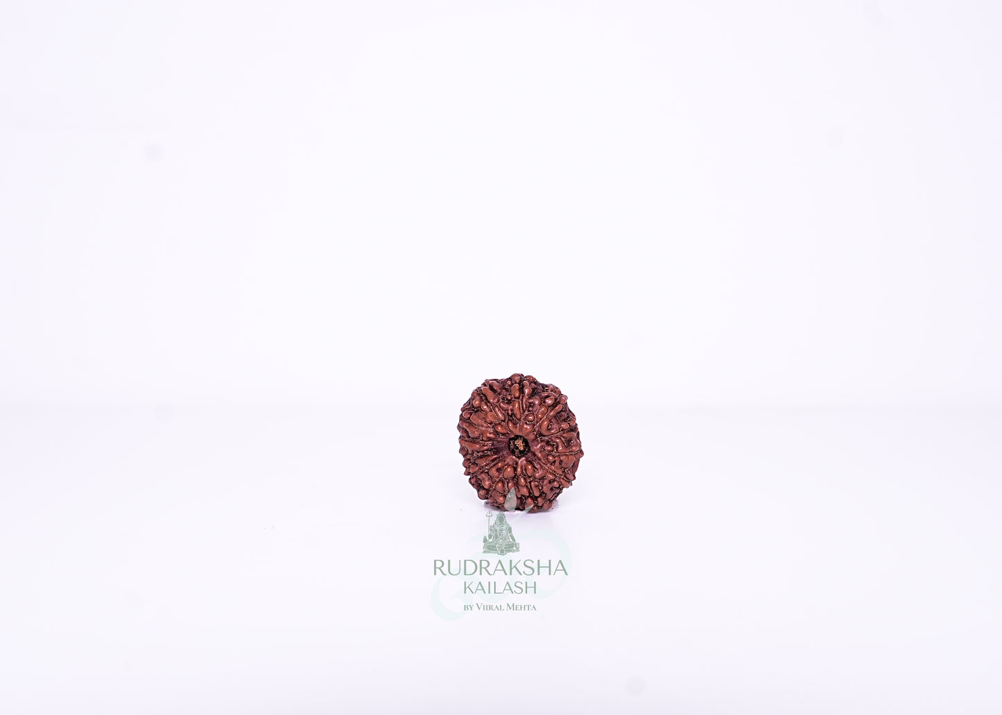 12 Mukhi Indonesian Rudraksha - 1210