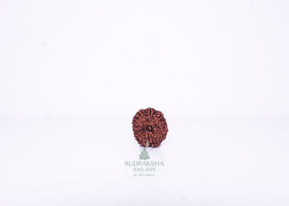 12 Mukhi Indonesian Rudraksha - 1210