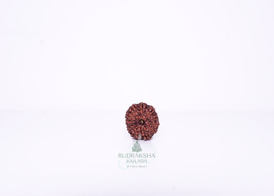 12 Mukhi Indonesian Rudraksha - 1210