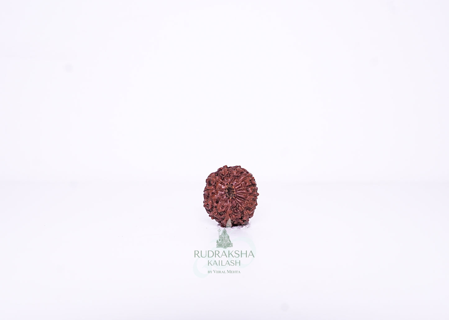 12 Mukhi Indonesian Rudraksha - 1210