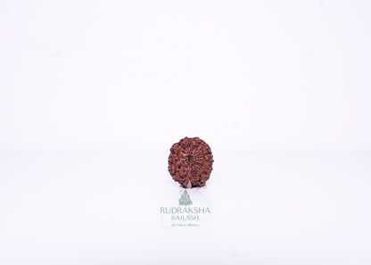12 Mukhi Indonesian Rudraksha - 1210