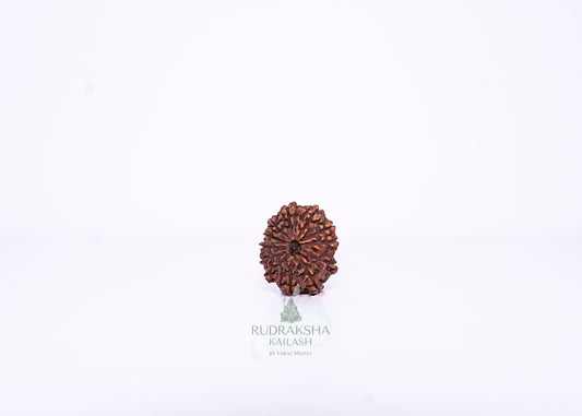 12 Mukhi Indonesian Rudraksha - 1211