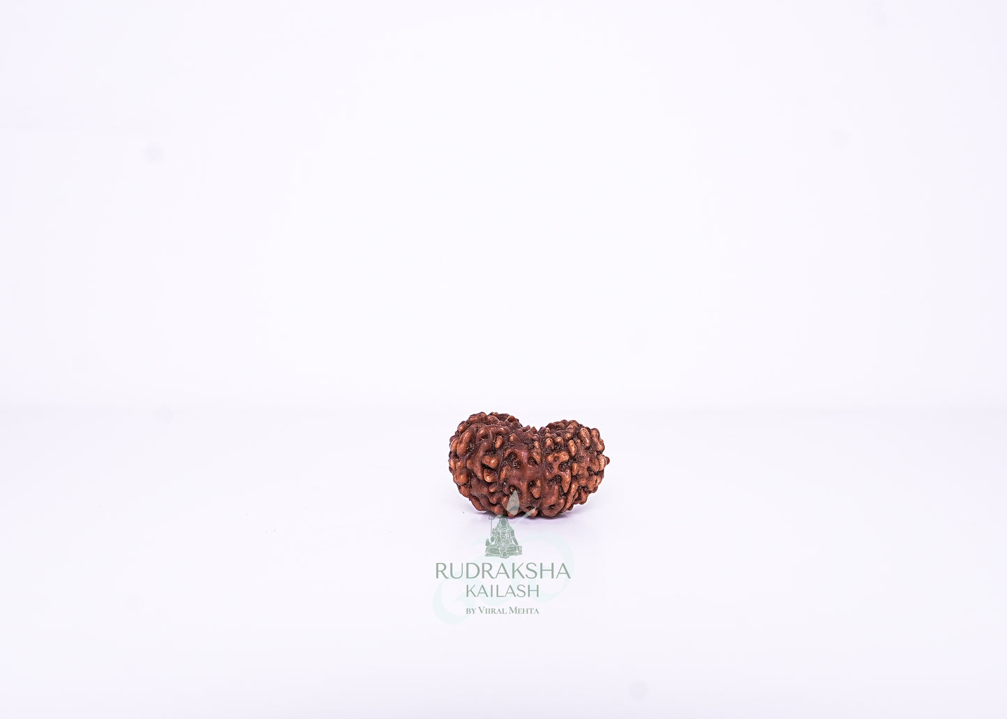 12 Mukhi Indonesian Rudraksha - 1211