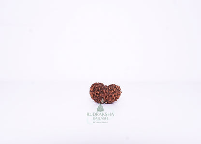 12 Mukhi Indonesian Rudraksha - 1211