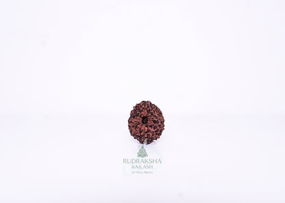 12 Mukhi Indonesian Rudraksha - 1212