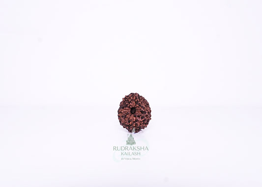 12 Mukhi Indonesian Rudraksha - 1212