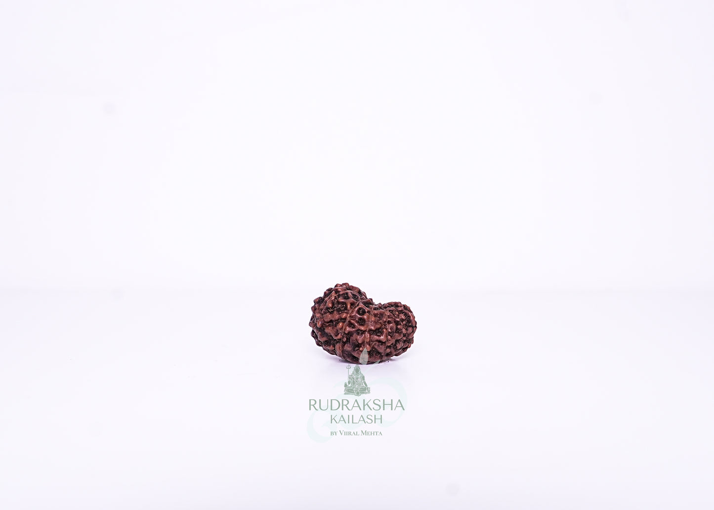 12 Mukhi Indonesian Rudraksha - 1212