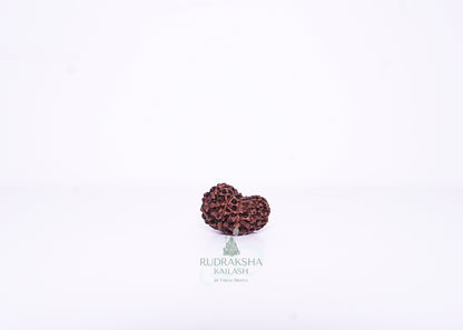 12 Mukhi Indonesian Rudraksha - 1212