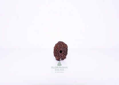 12 Mukhi Indonesian Rudraksha - 1213