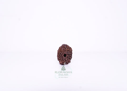 12 Mukhi Indonesian Rudraksha - 1213