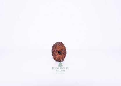 12 Mukhi Indonesian Rudraksha - 1213