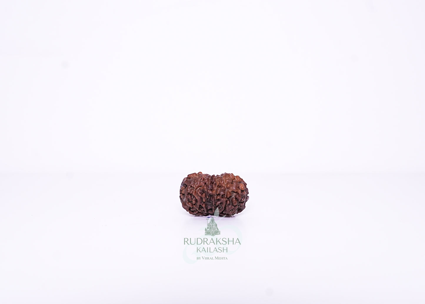 12 Mukhi Indonesian Rudraksha - 1213