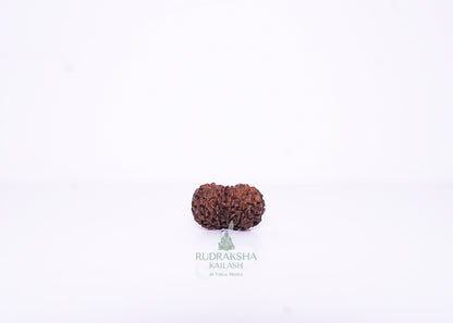 12 Mukhi Indonesian Rudraksha - 1213