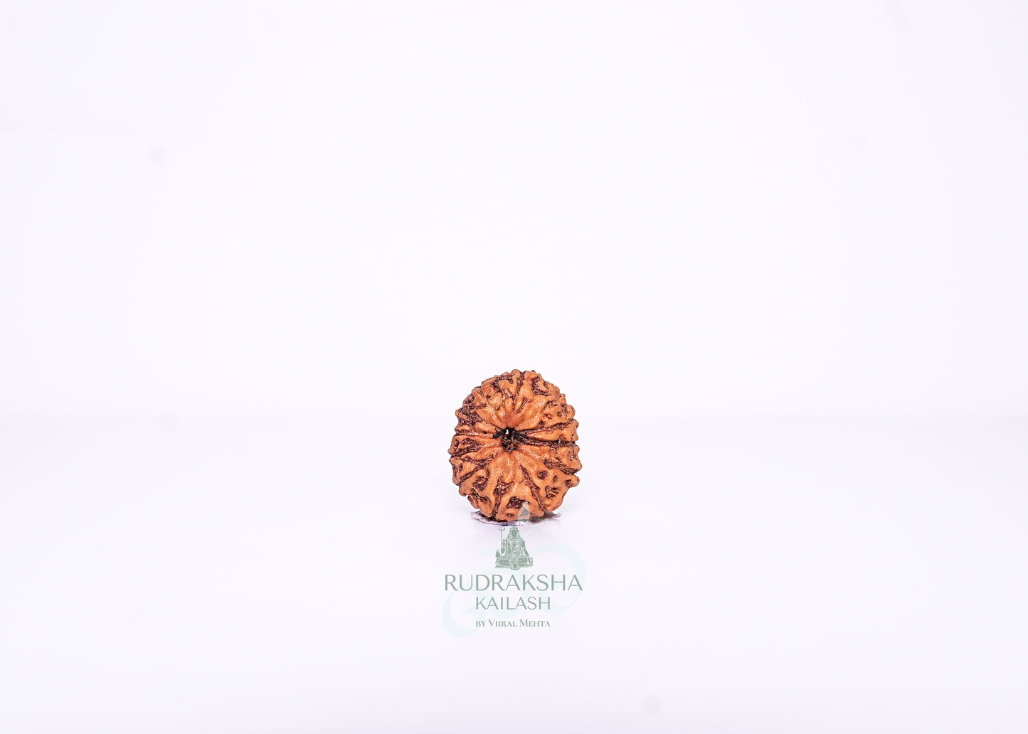 12 Mukhi Indonesian Rudraksha - 1214