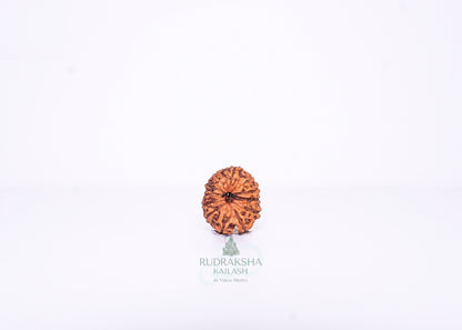 12 Mukhi Indonesian Rudraksha - 1214