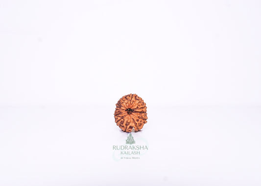 12 Mukhi Indonesian Rudraksha - 1214
