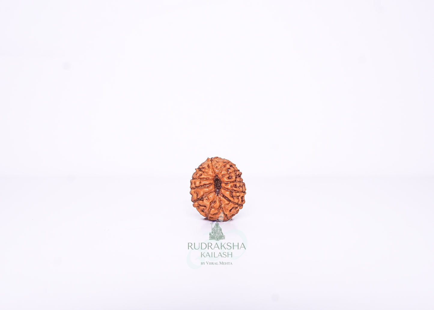 12 Mukhi Indonesian Rudraksha - 1214