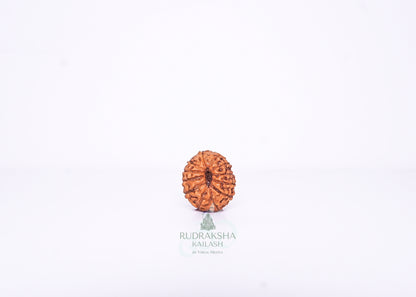 12 Mukhi Indonesian Rudraksha - 1214