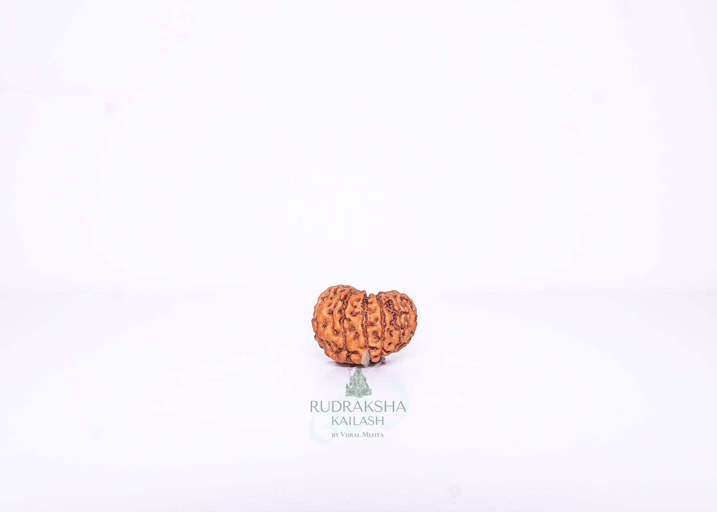12 Mukhi Indonesian Rudraksha - 1214
