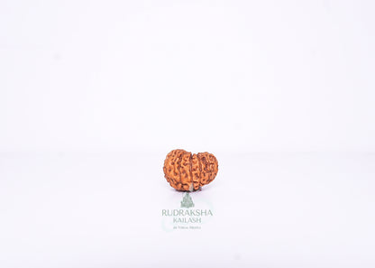 12 Mukhi Indonesian Rudraksha - 1214