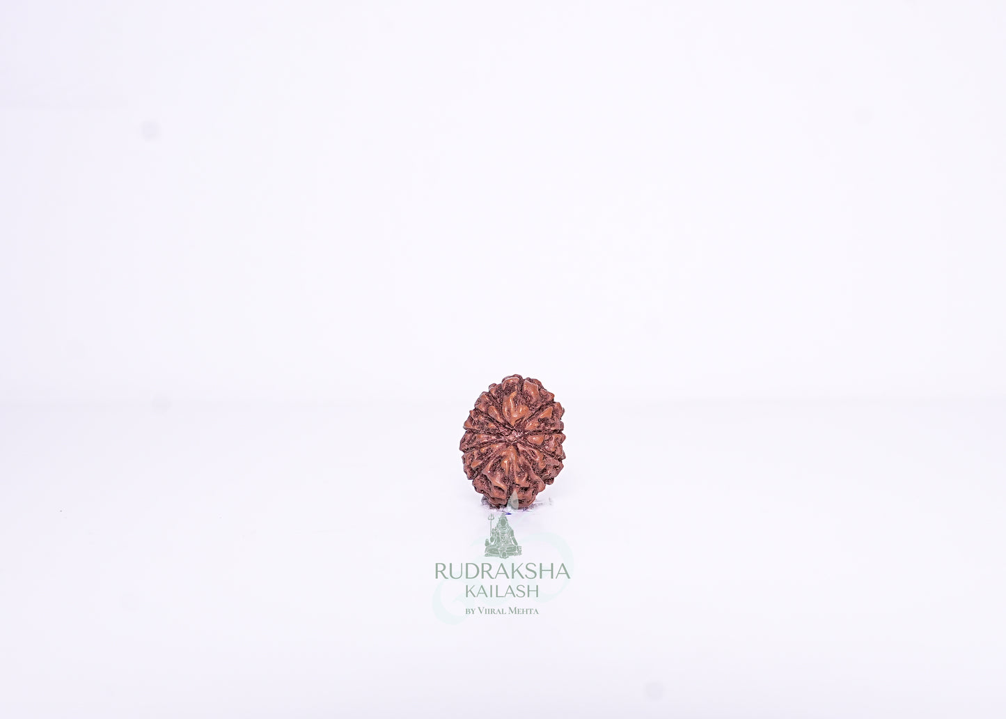 13 Mukhi Indonesian Rudraksha - 1301