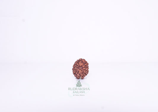 13 Mukhi Indonesian Rudraksha - 1301