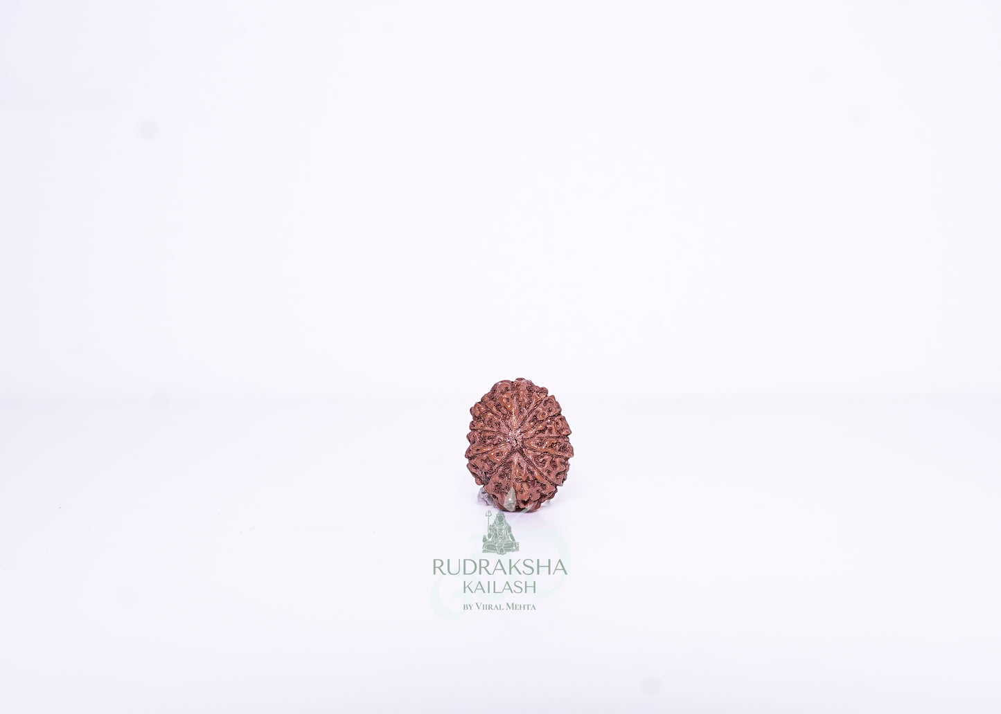 13 Mukhi Indonesian Rudraksha - 1301