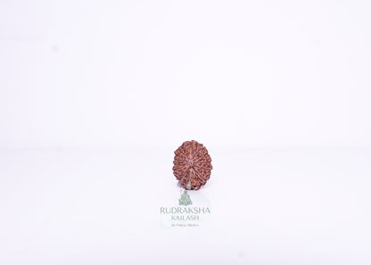 13 Mukhi Indonesian Rudraksha - 1301