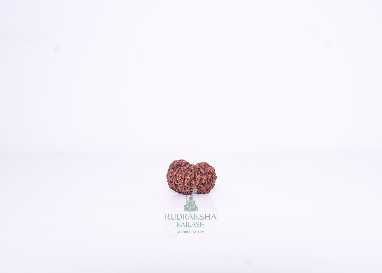 13 Mukhi Indonesian Rudraksha - 1301