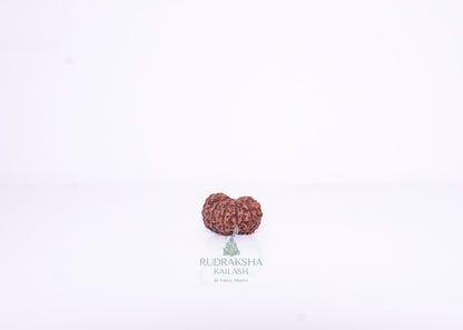 13 Mukhi Indonesian Rudraksha - 1301