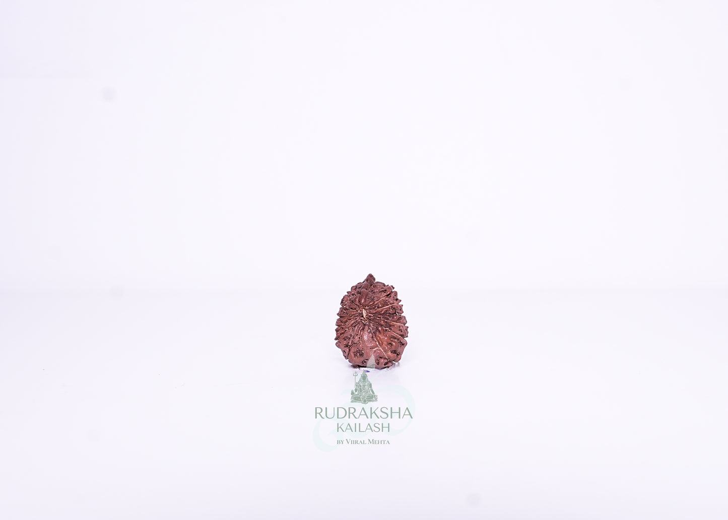 13 Mukhi Indonesian Rudraksha - 1302