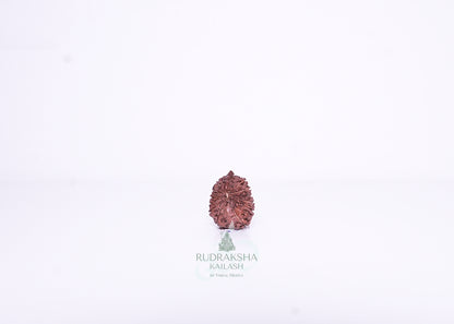 13 Mukhi Indonesian Rudraksha - 1302
